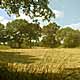 Tree meadows